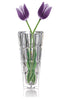 Brilliant - Edenborough Tall, Clear Glass Vase For Flowers